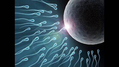 Sperm Competition, Biology, Semen, Evolution, Nature - sunporno.com